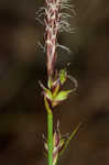 Blue Ridge sedge